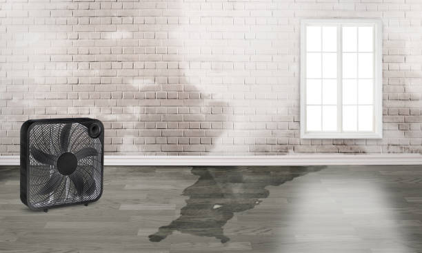 Best Basement water damage restoration  in Holyoke, MA